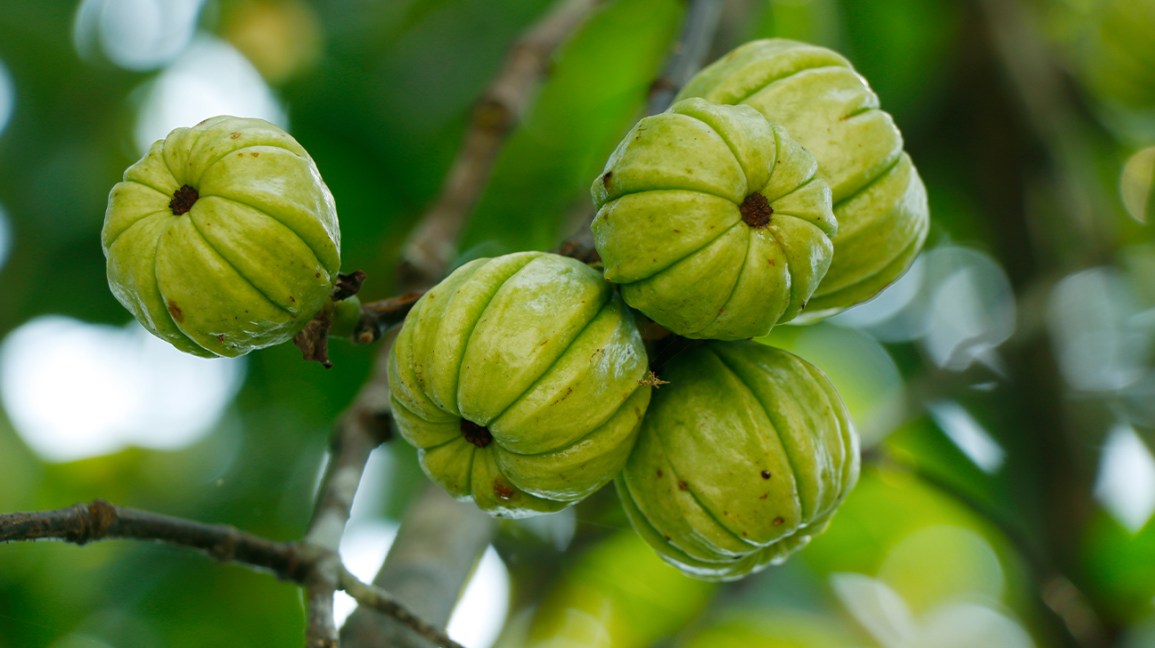 Garcinia Cambogia Extra 3